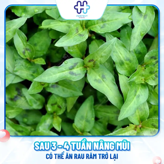 Nâng Mũi Ăn Rau Răm Được Không Và Khi Nào Ăn Lại An Toàn